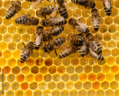 Honey combs with nectar, pollen, honey and bees.  Process of converting nectar into honey is being carried out. Honey bees are covered in honeycombs. © The physicist