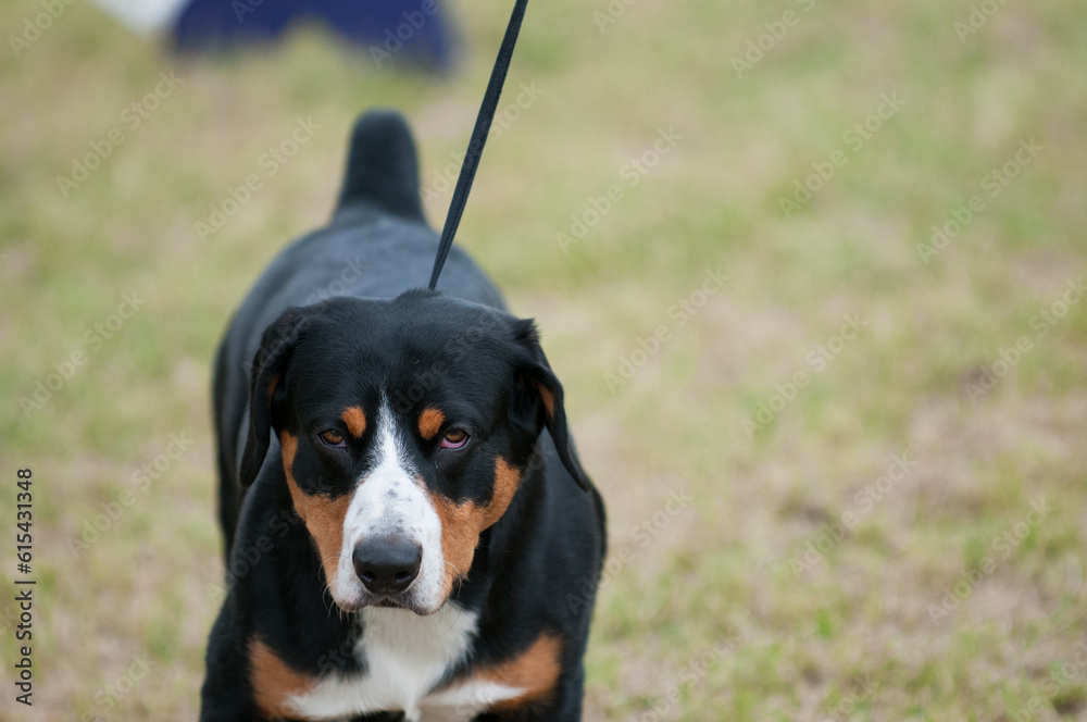 Entlebucher Mountain Dog walking towards camera Entlebucher Mountain Dog walking towards camera
