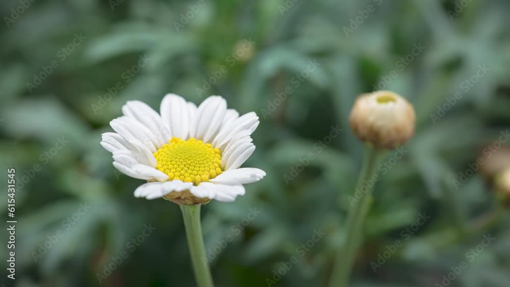 4K Time Lapse of blooming Chamomile flower. Timelapse of opening big flower daisie close-up.