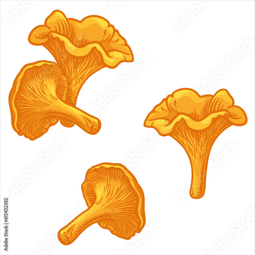 Chanterelles. Vector illustration of chanterelle mushroom in cartoon style.