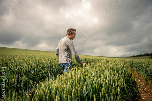 Farmer walking through green wheat field and checking the harvest.