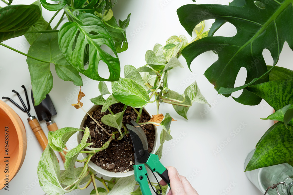 Woman looks after plants, cuts off dry leaves with secatore on white table. Concept of home