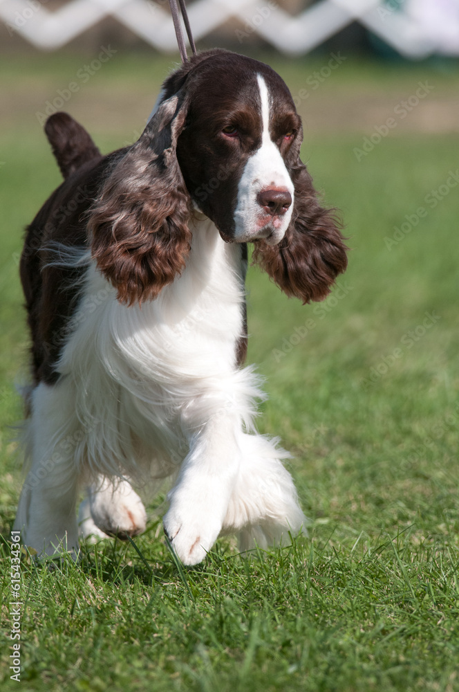 English Springer Spaniel striding in the dog show ring