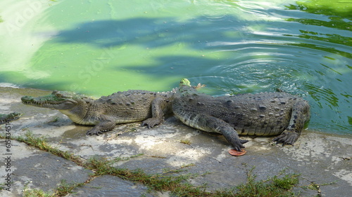Krokodiele am Wasser