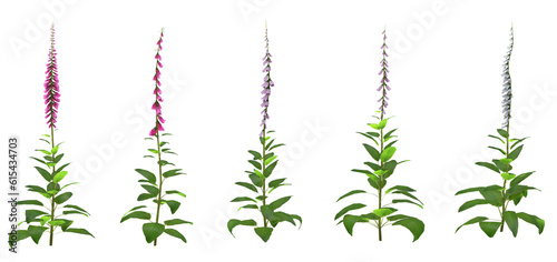 Set of Digitalis purpurea flowers with isolated on transparent background. PNG file  3D rendering illustration  Clip art and cut out