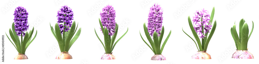 Set of Dutch hyacinth flowers with isolated on transparent background. PNG file, 3D rendering illustration, Clip art and cut out Set of Dutch hyacinth flowers with isolated on transparent background. PNG file, 3D rendering illustration, Clip art and cut out