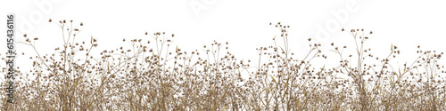 Dead plant field in nature,  Grass field in summer, Tropical forest isolated on transparent background - PNG file, 3D rendering illustration for create and design or etc