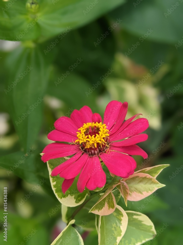 Obraz premium Vibrant and Colorful Flower Garden at Home - Selective focus 