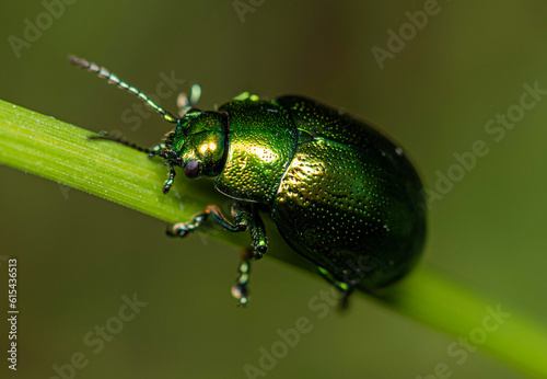 A small shiny green leaf-cutter beetle crawls up a blade of grass. © Alex