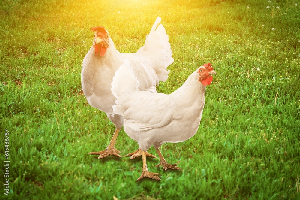 Fototapeta premium Two chicken on the green grass in the countryside