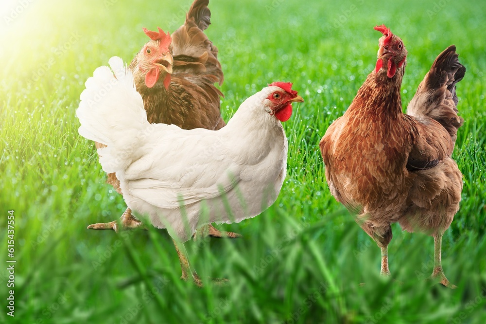 Fototapeta premium Three chicken on the green grass in the countryside