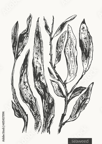 Vector seaweed illustration set.