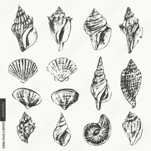 Black ink sketch of seashells types