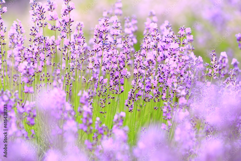 Obraz premium field of lavender