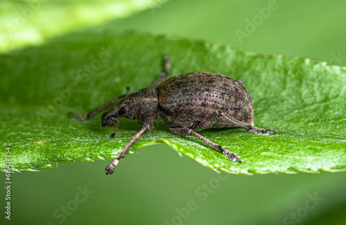 A small black-brown weevil crawls on a green leaf of grass.
