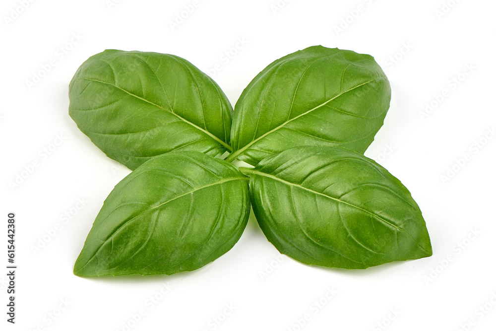 Basil leaves, close-up, isolated on white background. Basil leaves, close-up, isolated on white background.