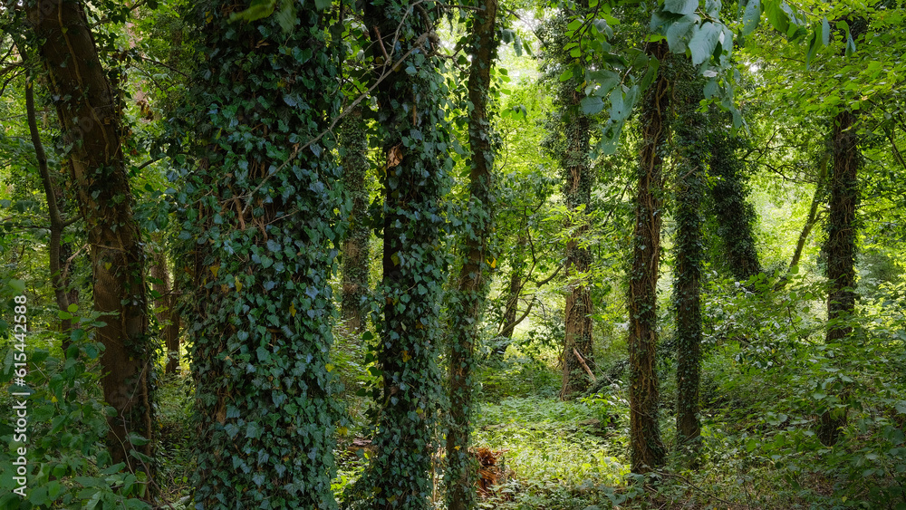Fototapeta premium Abendlicht