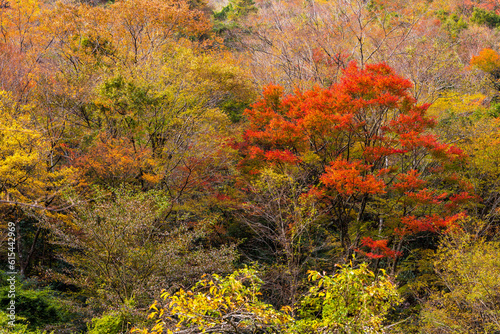 【紅葉風景】「せんだん轟（とどろ）の滝」(五家荘)
[Autumn leaves scenery] 