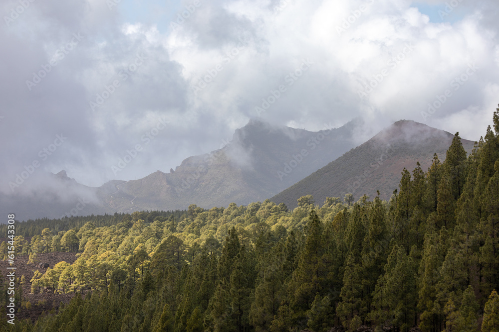 Kiefern im Nebel im Nationalpark Teide auf Teneriffa