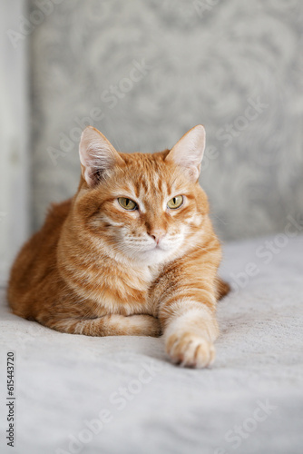 Portrait of ginger cat lying on a bed and looking straight ahead against blurred background. Shallow focus. Copyspace.