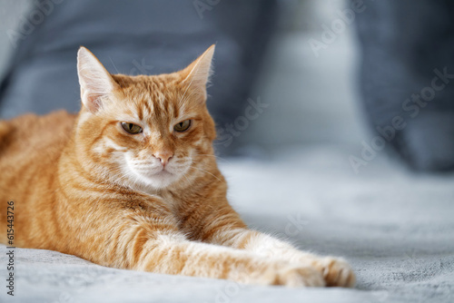 Portrait of ginger cat lying on a bed and looking straight ahead against blurred background. Shallow focus. Copyspace.