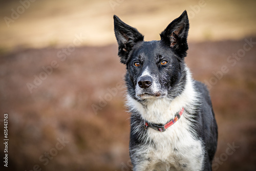 border collie dog looking thoughtful