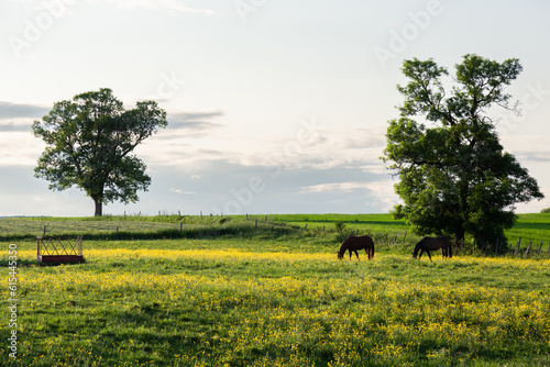 Selective focus view of rural landscape with two brown horses grazing in field during a late spring afternoon, Quebec City, Quebec, Canada
