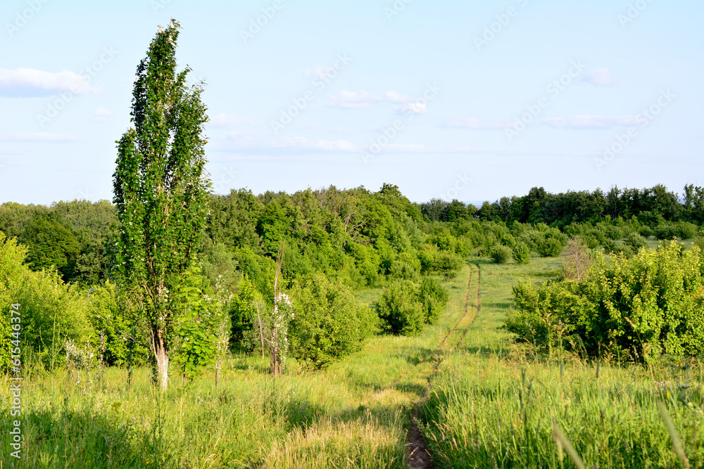 Obraz premium green valley with poplar tree and green bushes and blue sky, copy space 