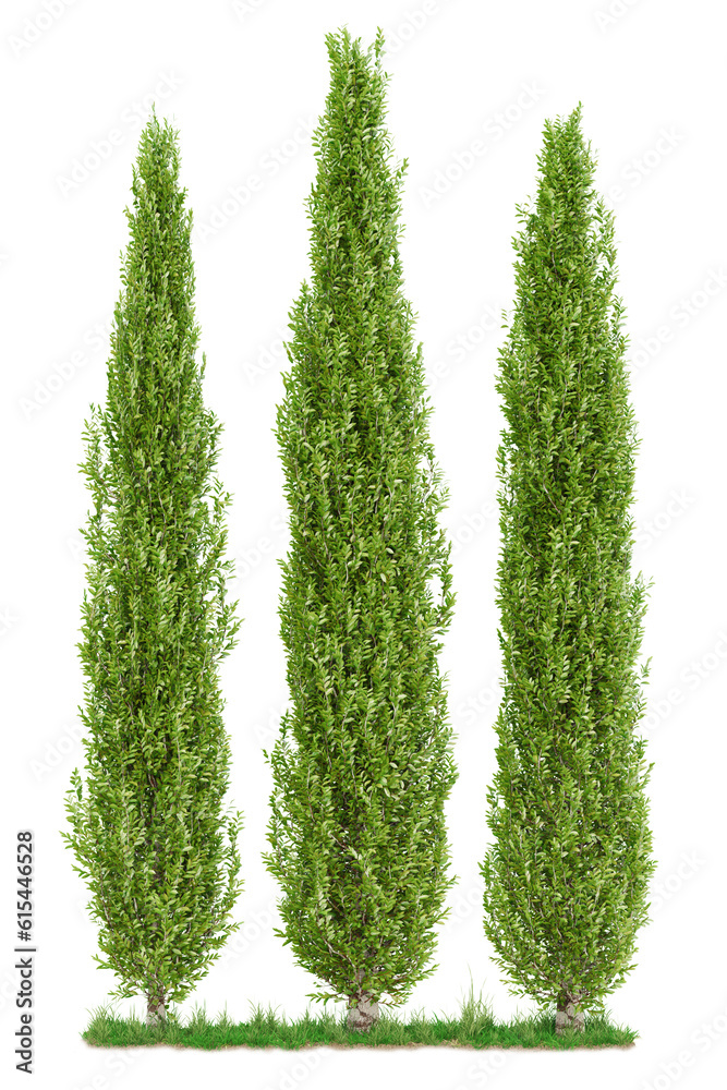 Tall cypress tree wall or frans fontaine columnar hornbeam. Tall cypress tree wall or frans fontaine columnar hornbeam.