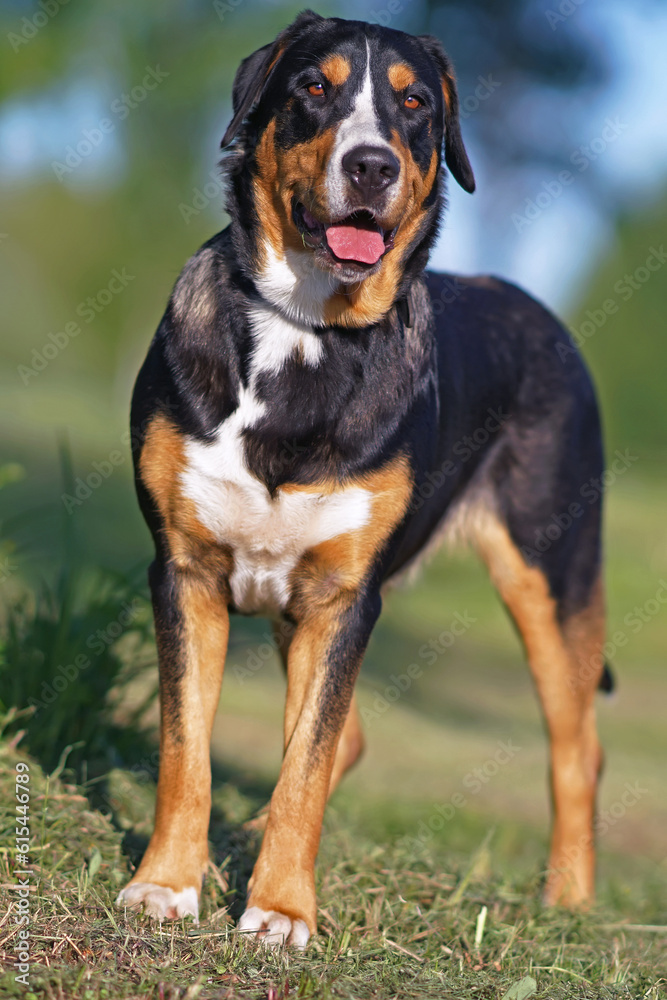 Cute Greater Swiss Mountain dog posing outdoors standing on a green grass in spring Cute Greater Swiss Mountain dog posing outdoors standing on a green grass in spring