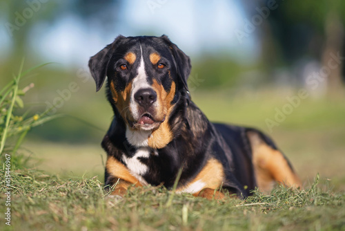 Surprised Greater Swiss Mountain dog posing outdoors lying down on a green grass in spring