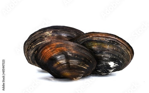 bivalve clam isolated on white background