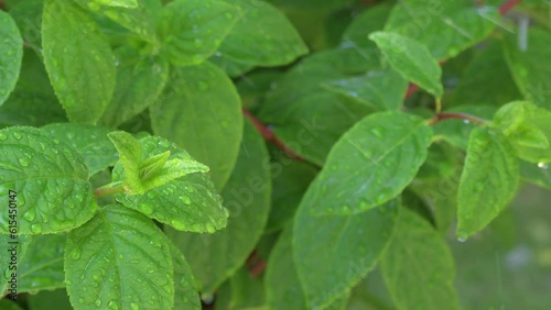 Wallpaper Mural water splashing at green bush. sunny day. macro footage Torontodigital.ca