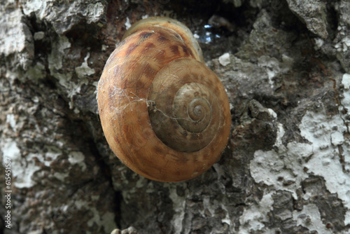 Snail stuck to tree (Depth Of Field)