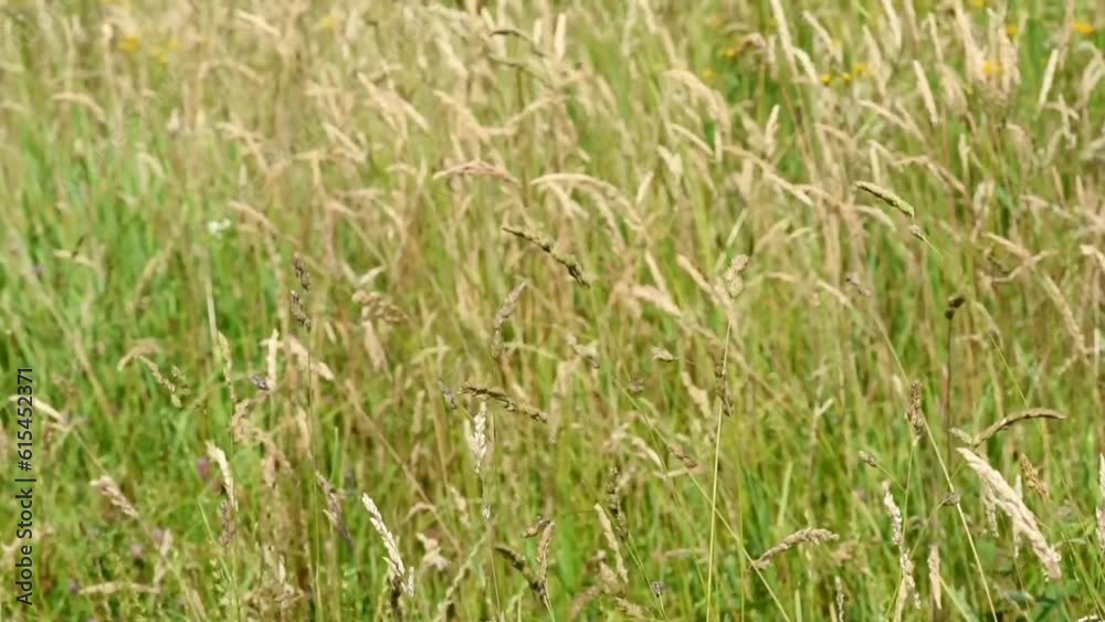 Natural meadow grass slowly swayed by wind blow. The beautiful green swaying grass field is relaxing, romantic. Slow motion, copy space. Green environment concept.