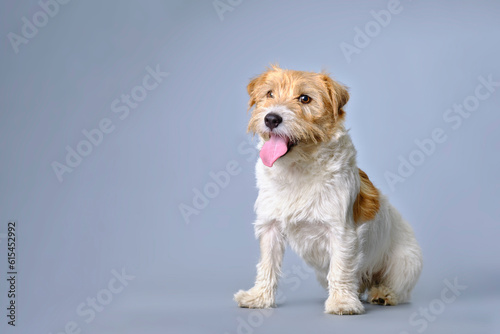 Jack Russell terrier with overgrown fur on a gray background