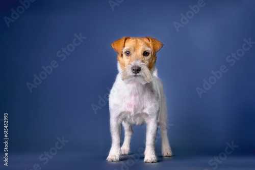 A Jack Russell terrier in a rack on a dark blue background looks into the camera. Studio photo