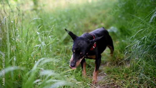 A small dog eats grass. Zwergpinscher chews grass in the pare. Dwarf pinscher eats