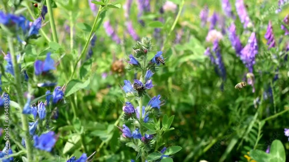 Bees collect nectar from flowers. Bees fly on a blue flower. Beekeeping. Bee honey. Bees collect nectar from flowers. Bees fly on a blue flower. Beekeeping. Bee honey.