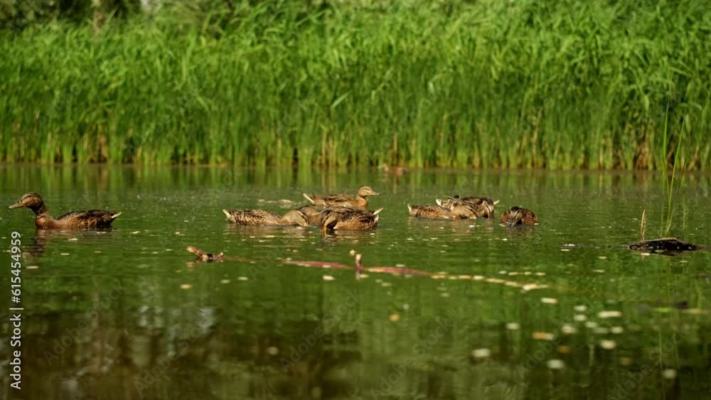 Wild duck with ducklings on the lake. A mallard female in wildlife on a river on a sunny day Wild duck with ducklings on the lake. A mallard female in wildlife on a river on a sunny day