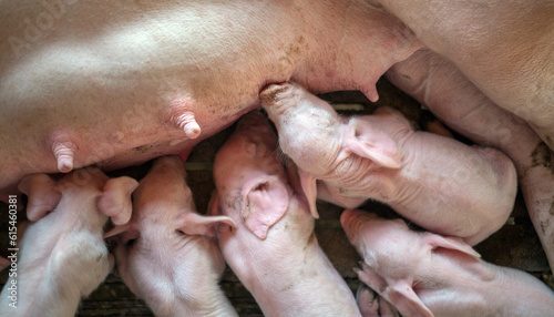 The top view of Many newly born piglets are sleeping on the mother's milk, Momma pig feeding baby pigs photo