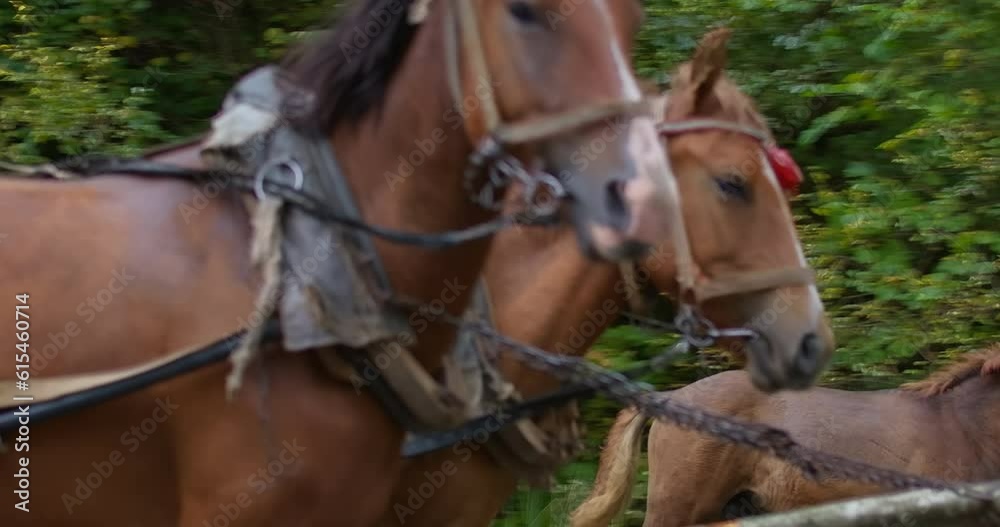 Side view tracking shot of purebred brown horses in harness pulling carriage in slow motion. Graceful animals running on road in forest in Carpathian mountains. Cinema 4k ProRes HQ Side view tracking shot of purebred brown horses in harness pulling carriage in slow motion. Graceful animals running on road in forest in Carpathian mountains. Cinema 4k ProRes HQ