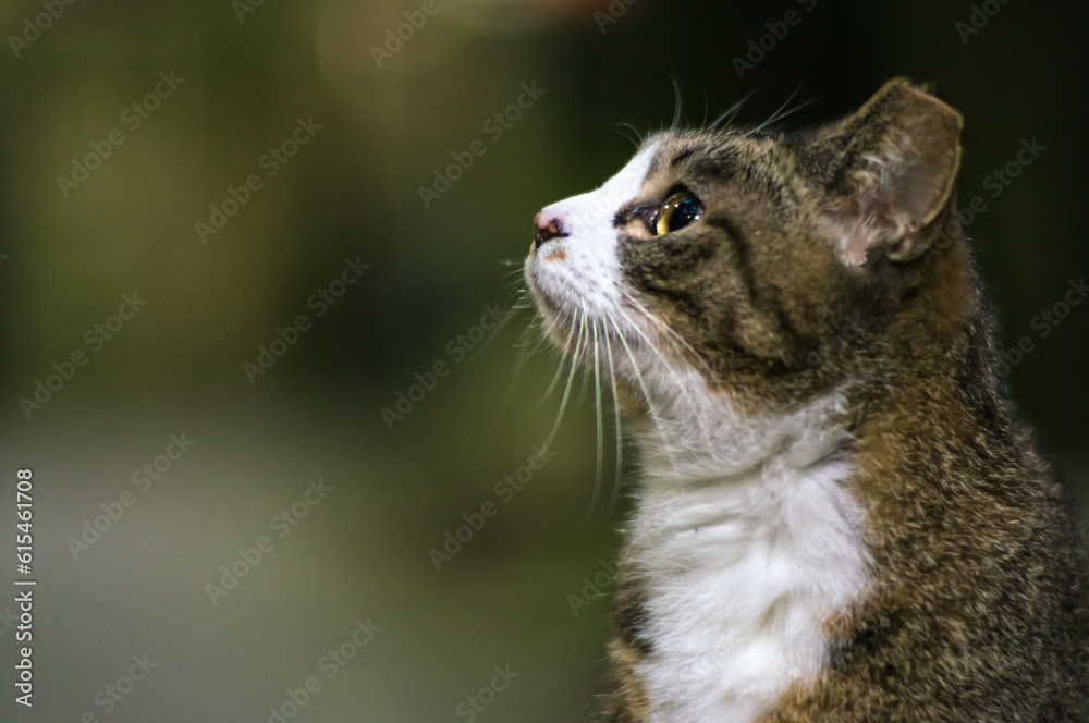 Obraz premium 夜空を見上げる可愛らしい野良猫