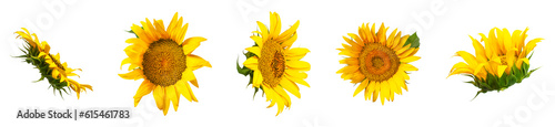 Cut out Sunflower. Beautiful fresh yellow sunflower with green leaves isolated on white background. With clipping path. Different types of sunflowers, template for design. Mockup