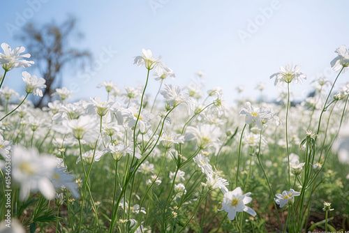 White flowers blooming in the field in spring 