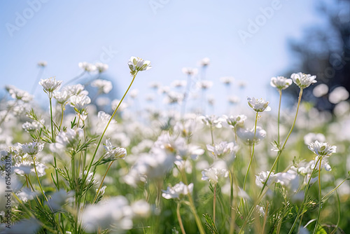 White flowers blooming in the field in spring
