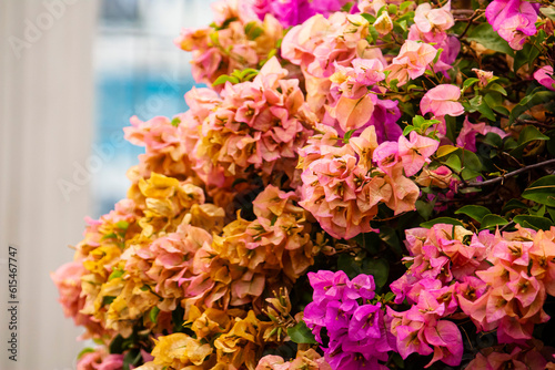 bouquet of colorful flowers