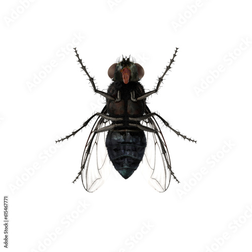 Fly insect isolated transparent background © Insect Planet