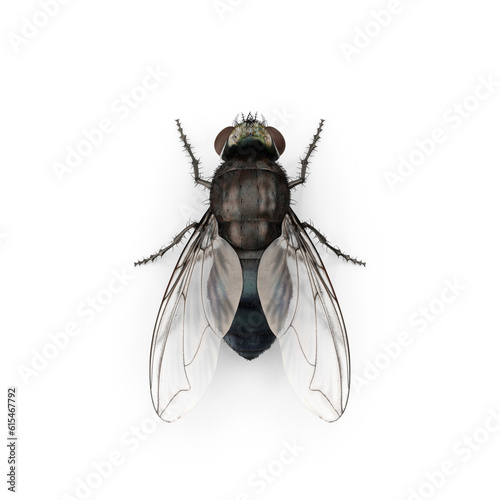 Fly insect isolated transparent background © Insect Planet
