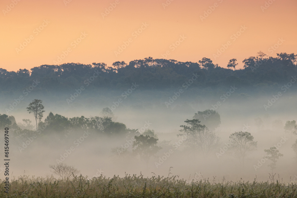 Fototapeta premium Colorful in the morning at Phu Khieo wildlife Sanctuary, Chaiyaphom Province, Thailand.